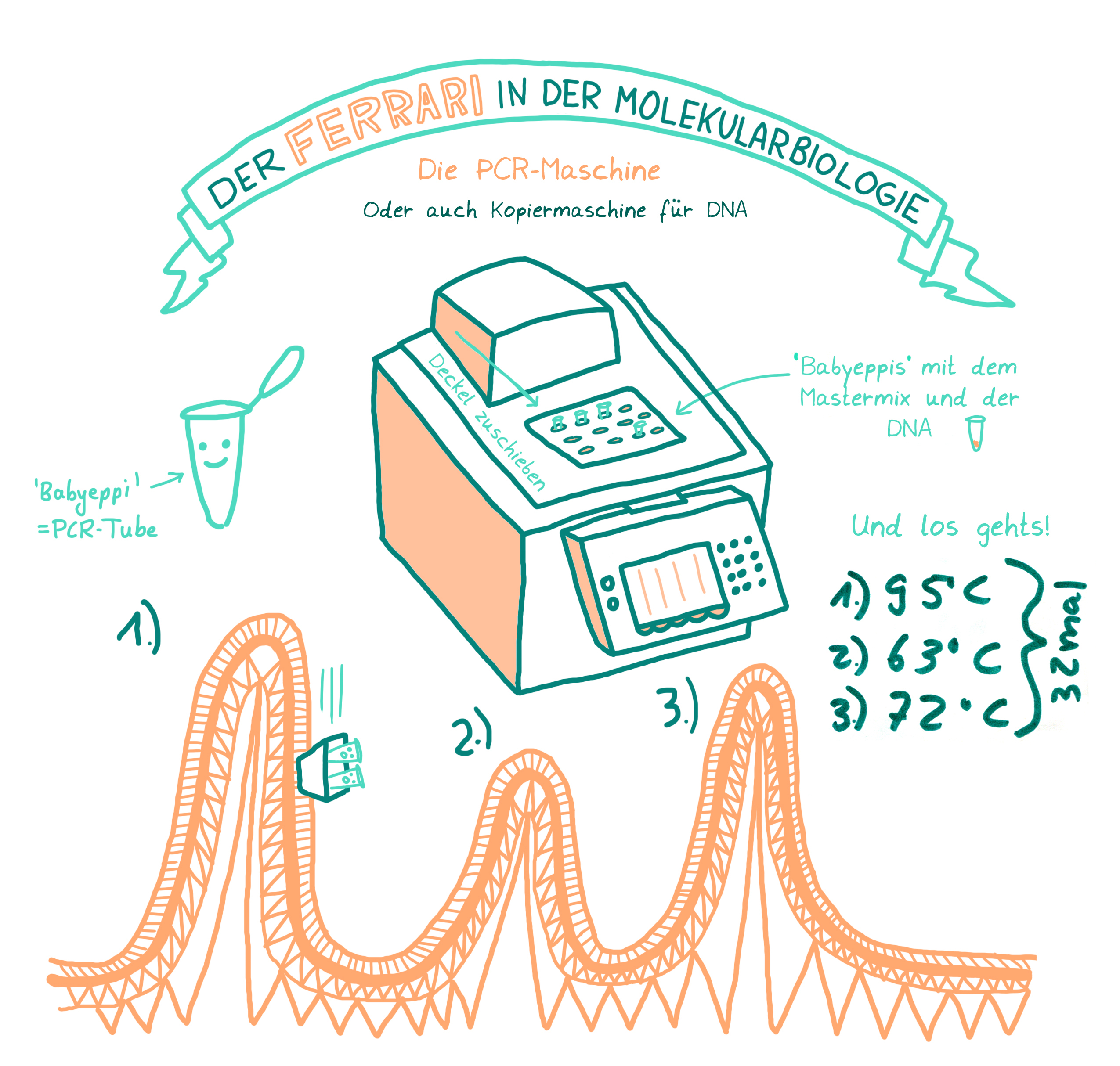 CRISPR-Cas-Crash-Kurs, Teil 3 oder „Die PCR-Maschine“