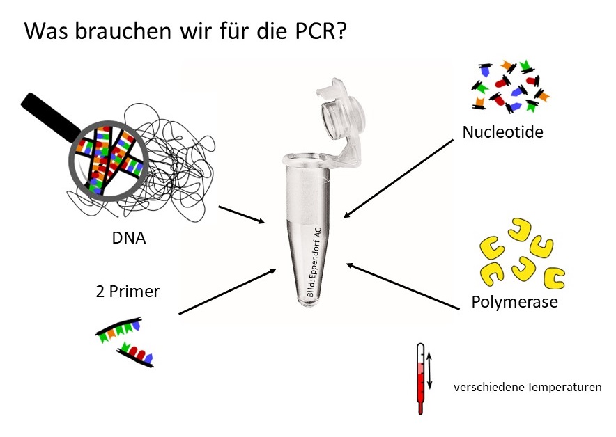 Wie funktioniert eine PCR-Maschine?